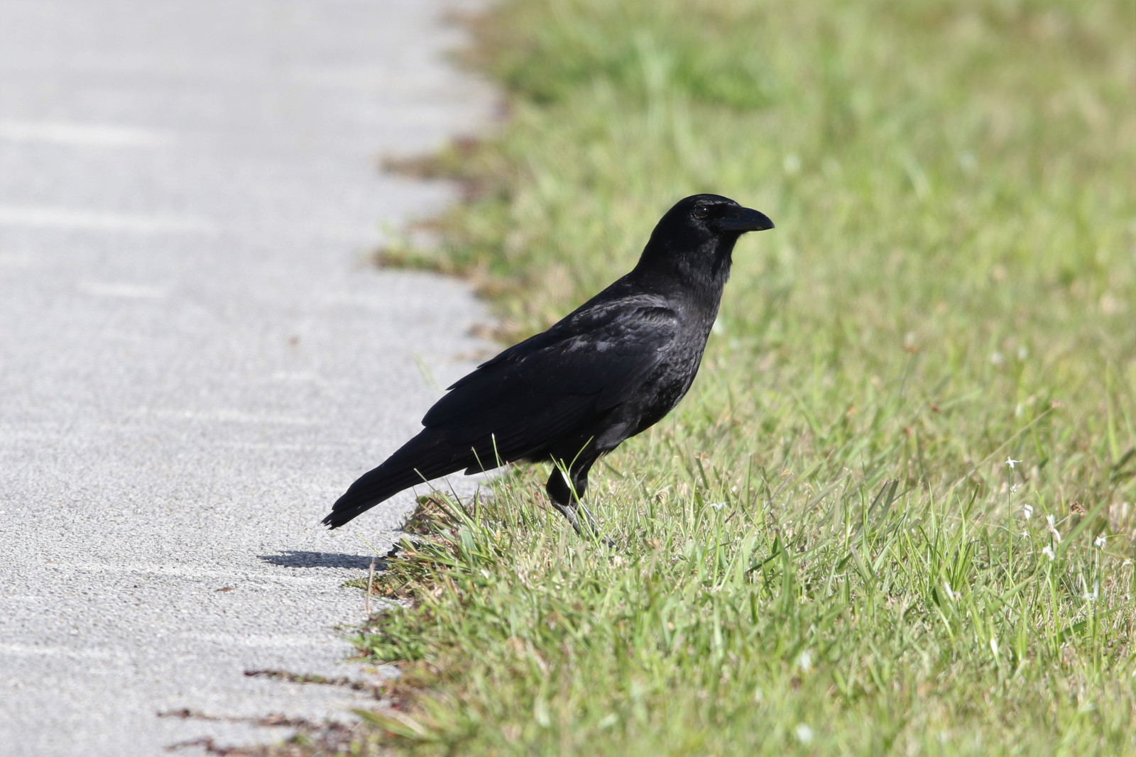 image American Crow